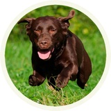Chocolate Dog WhatsApp Sticker #8