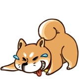 Shiba Inu WhatsApp Sticker #5