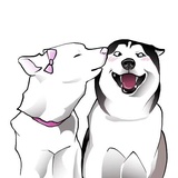 Husky Memes WhatsApp Sticker #16