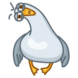 Pigeons WhatsApp Sticker #17