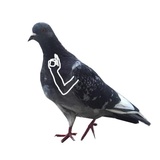 Pigeons with hands WhatsApp Sticker #2
