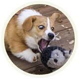 Dogs WhatsApp Sticker #6