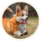 Dogs WhatsApp Sticker #8